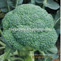 Hybrid broccoli seeds for growing-Sammet